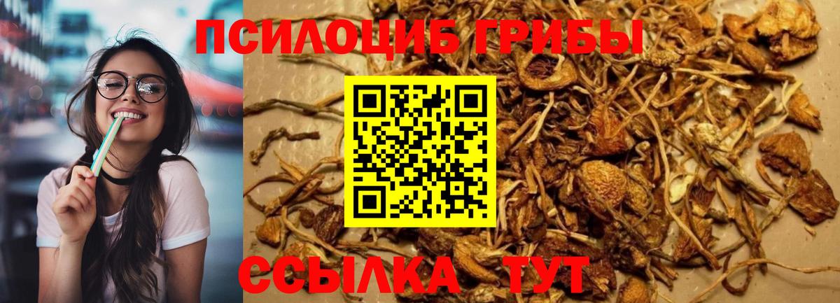 Черняховск  Псилоцибиновые грибы GOLDEN TEACHER  Вход с VPN 